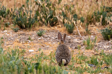 Wild Bunny in California, Los Olivos, CA