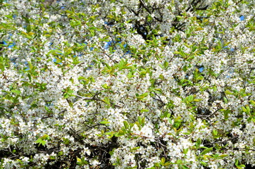 The natural background consists of thorns blooming in spring.