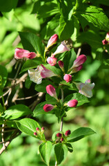 Obraz premium Beautiful pink flowers Weigela florida. Flowers of weigela florida. Blooming garden in spring garden in sunny day.
