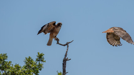 Hawks on Central Coast of California