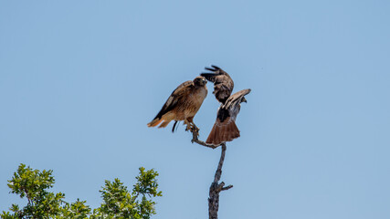 Hawks in Los Olivos, CA