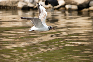 Seagull with a fish in its mouth at the lake of Constance in Switzerland 28.4.2021