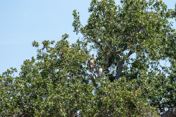 Hawk Bird in Oak Tree, California Wildlife