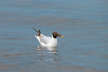 Seagull with a fish in its mouth at the lake of Constance in Switzerland 28.4.2021