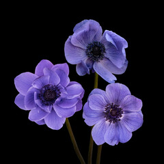 Beautiful bouquet of blue anemone flowers isolated on black background