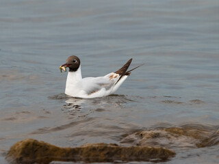 Seagull with a fish in its mouth at the lake of Constance in Switzerland 28.4.2021