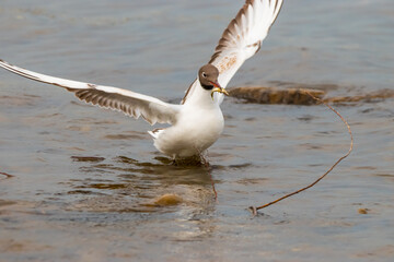 Seagull with a fish in its mouth at the lake of Constance in Switzerland 28.4.2021