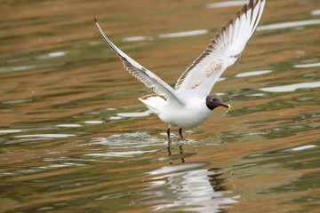 Seagull with a fish in its mouth at the lake of Constance in Switzerland 28.4.2021