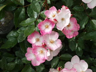 Roses pink white