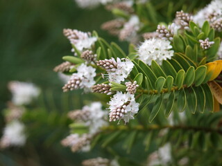 Véronique blanc Hebe