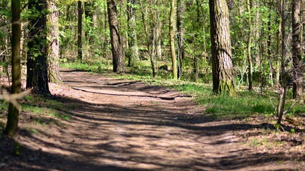 Forest trees. nature green wood sunlight backgrounds