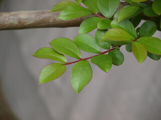 Lagerstroemia indica spring foliage