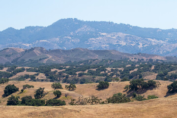 Los Olivos California Landscape, Oak Trees, 2021