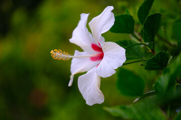 南国の白いハイビスカス