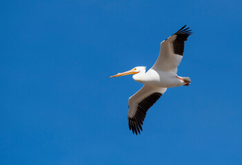 White pelican in flight with blue skies