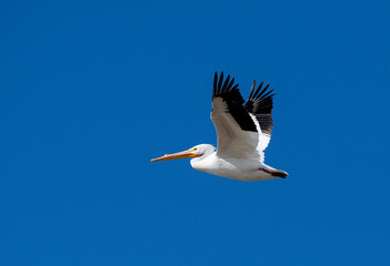 White pelican in flight with blue skies