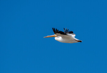 White pelican in flight with blue skies