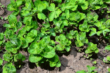 Curly mint is a spice.