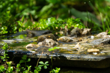 Bees drinking water on small rock garden
