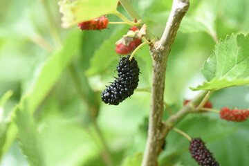 Obraz premium Ripe mulberry. Moraceae deciduous shrub.