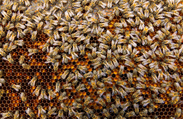 Bees working on bee frame