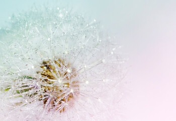 Abstract dandelion flower with dew drops on a blurred background with defocused highlights. Soft...