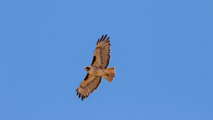 Hawk in Santa Barbara California
