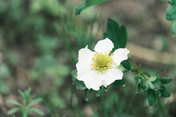 イチゴの白い花