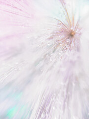 Abstract dandelion flower with dew drops on a blurred background with defocused highlights. Soft focus, close-up, macro photography. Vertical photo.