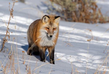 Red Fox hunting in Winter snow