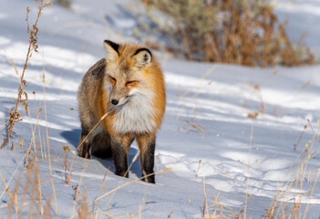 Fototapeta premium Red Fox hunting in Winter snow
