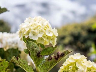 Flores blancas con hojas verdes y fondo desenfocado 