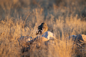 Burrowing Owl