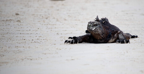 iguana vista frontal