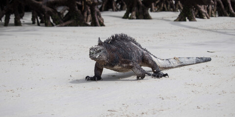 iguana caminando en la arena