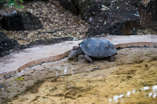 tortuga bebe en el agua