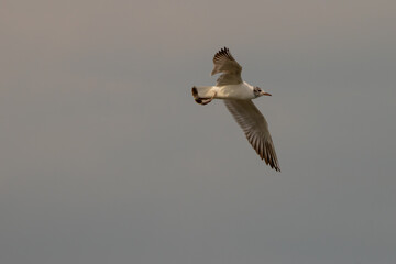 Flying seagull at the lake of Constance in Switzerland 28.4.2021