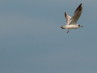 Flying seagull at the lake of Constance in Switzerland 28.4.2021