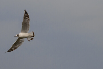 Flying seagull at the lake of Constance in Switzerland 28.4.2021