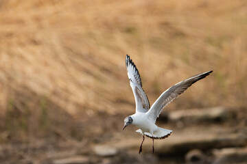 Flying seagull at the lake of Constance in Switzerland 28.4.2021