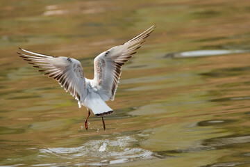 Flying seagull at the lake of Constance in Switzerland 28.4.2021