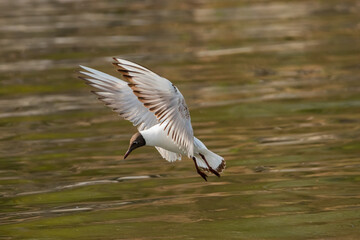 Flying seagull at the lake of Constance in Switzerland 28.4.2021
