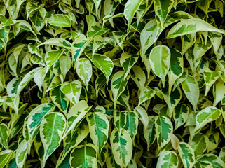 Un cuadro entero de hojas verdes