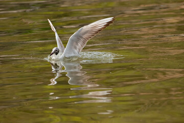 Flying seagull at the lake of Constance in Switzerland 28.4.2021