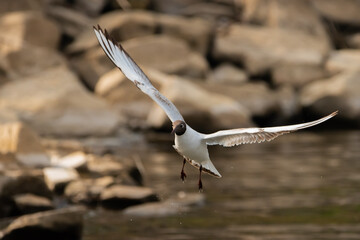 Flying seagull at the lake of Constance in Switzerland 28.4.2021