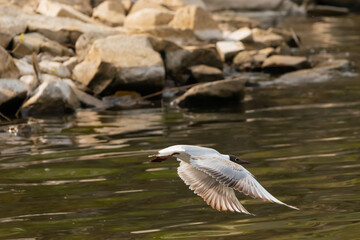 Flying seagull at the lake of Constance in Switzerland 28.4.2021