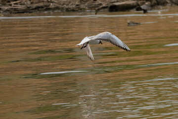 Flying seagull at the lake of Constance in Switzerland 28.4.2021