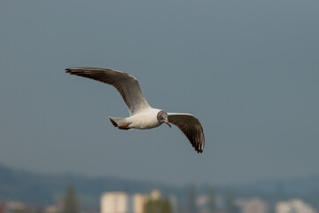 Flying seagull at the lake of Constance in Switzerland 28.4.2021