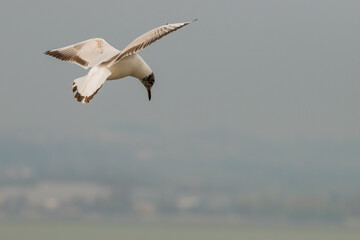 Flying seagull at the lake of Constance in Switzerland 28.4.2021