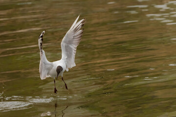 Flying seagull at the lake of Constance in Switzerland 28.4.2021